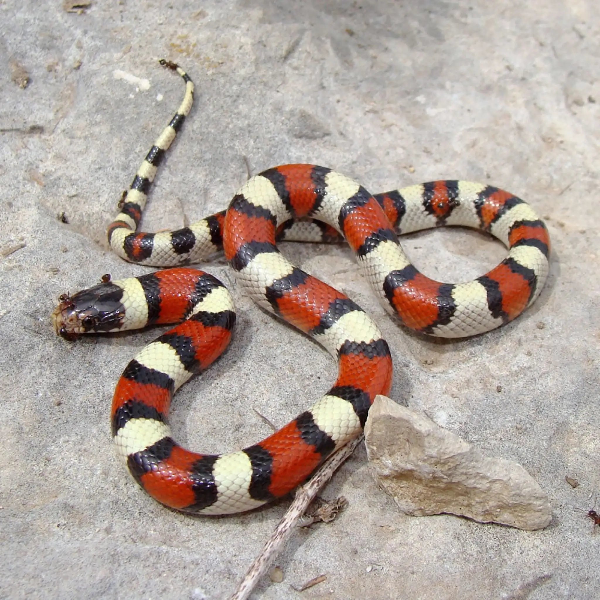 Buy Pueblan Milk Snake Setup Online