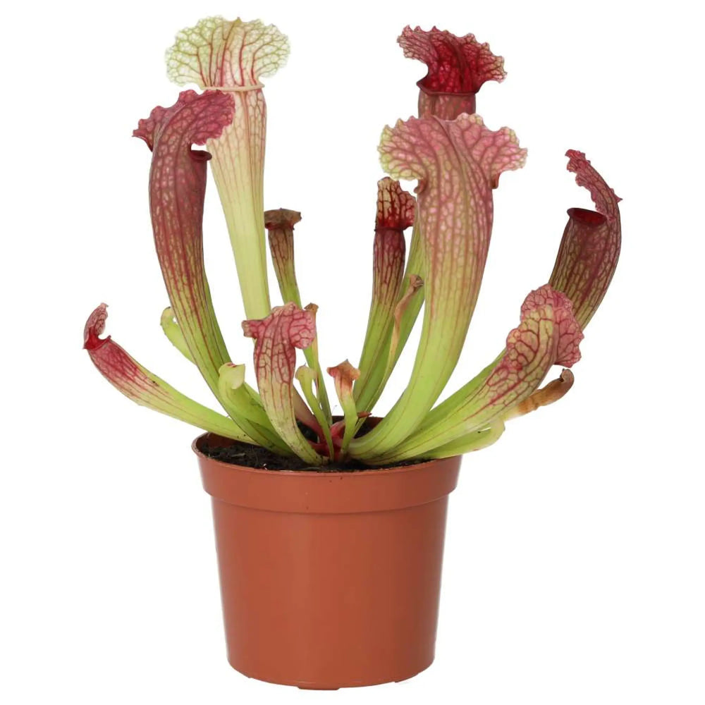 Purple Trumpet Pitcher Plant (Sarracenia Sp.) Live Plants