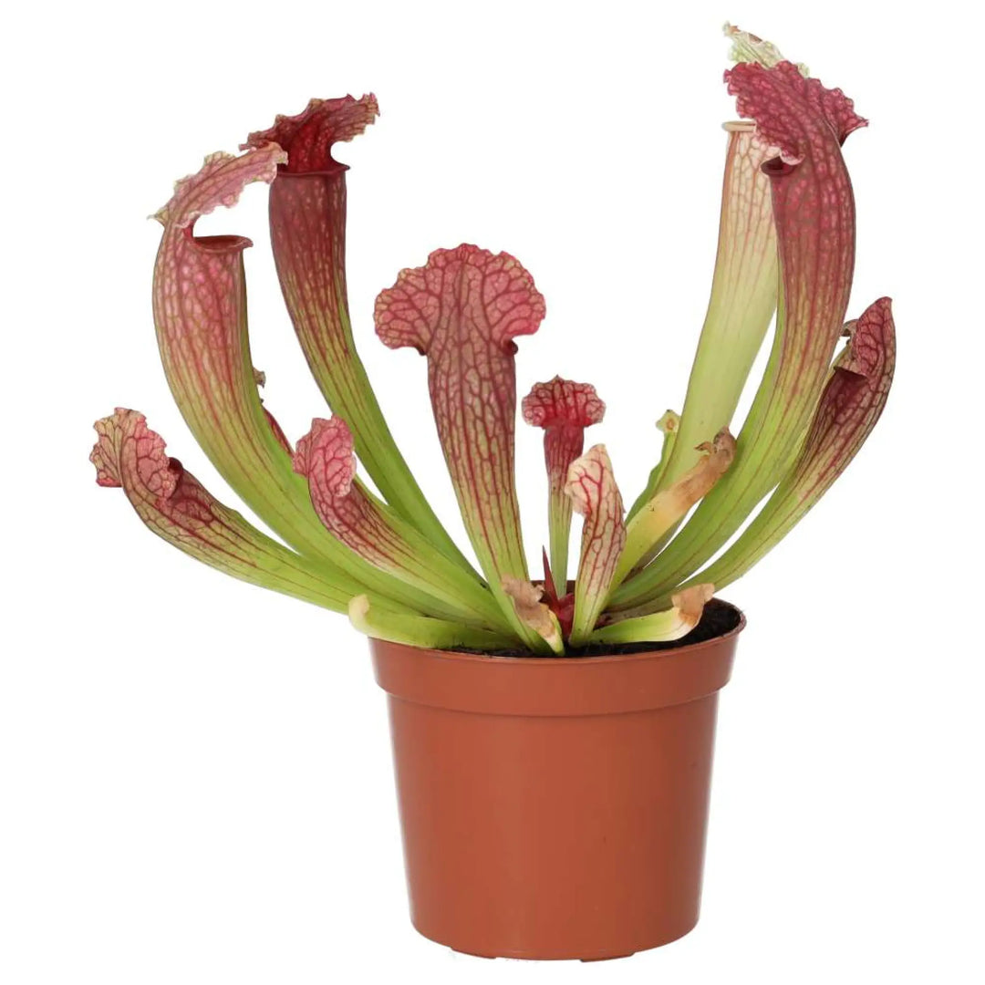 Purple Trumpet Pitcher Plant (Sarracenia Sp.) Live Plants