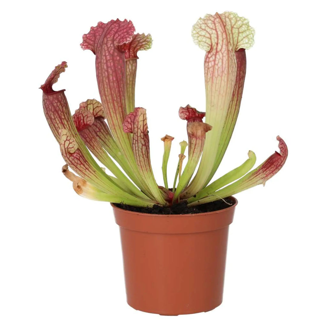 Purple Trumpet Pitcher Plant (Sarracenia Sp.) Live Plants