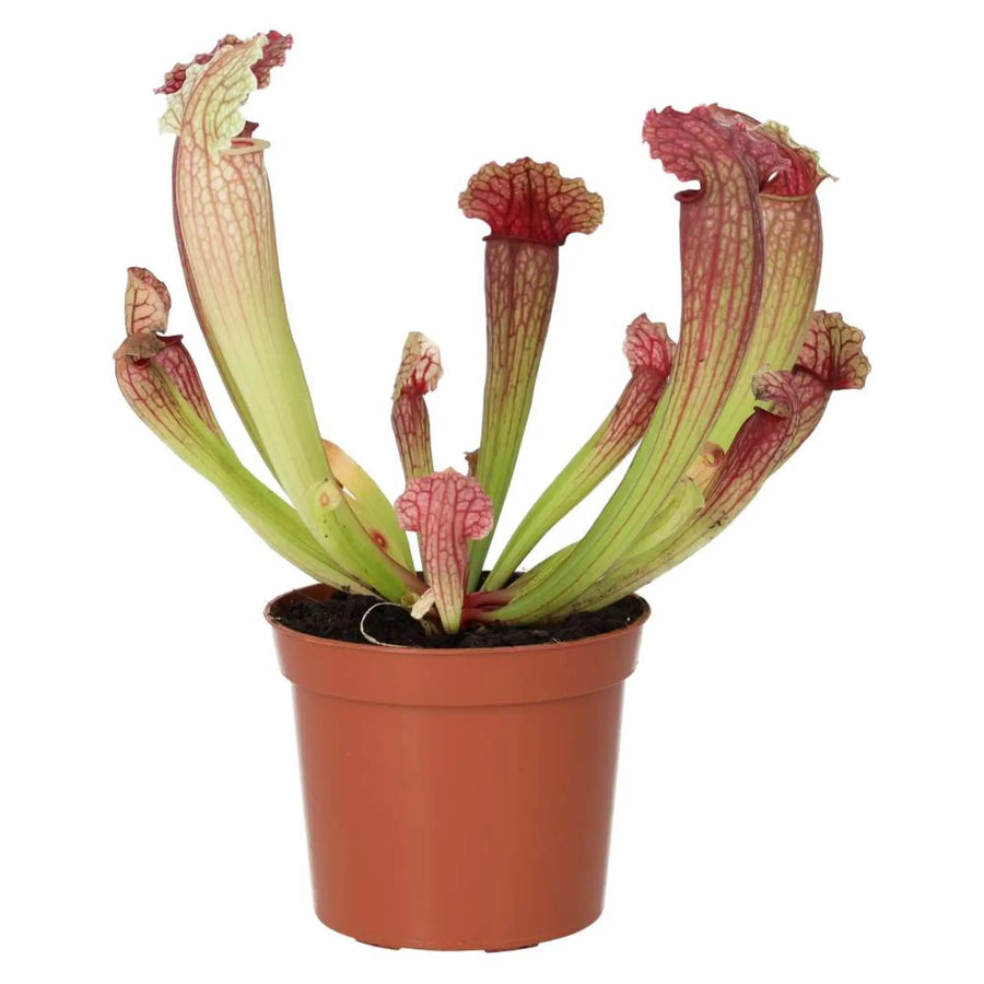 Purple Trumpet Pitcher Plant (Sarracenia sp.)