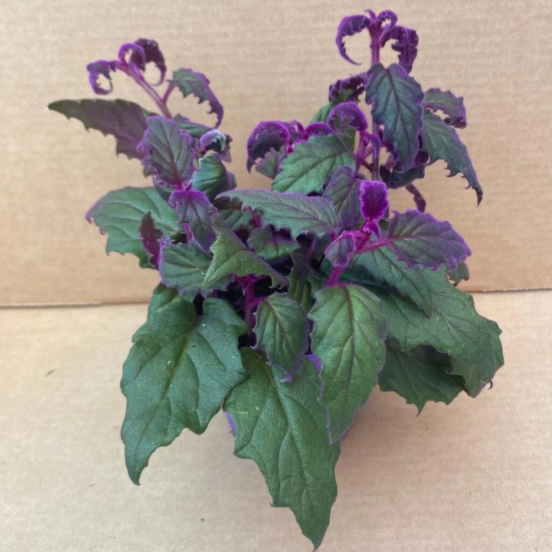 Purple Velvet Plant (Gynura aurantiaca) - Large