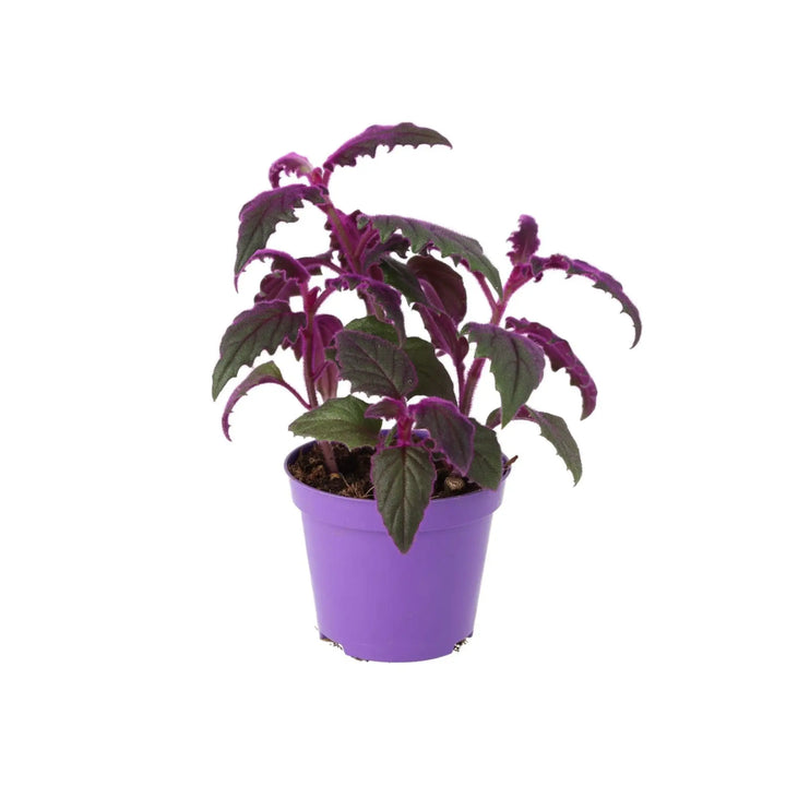 Purple Velvet Plant (Gynura aurantiaca) - Medium