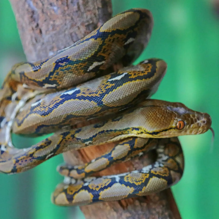 Reticulated Python Setup