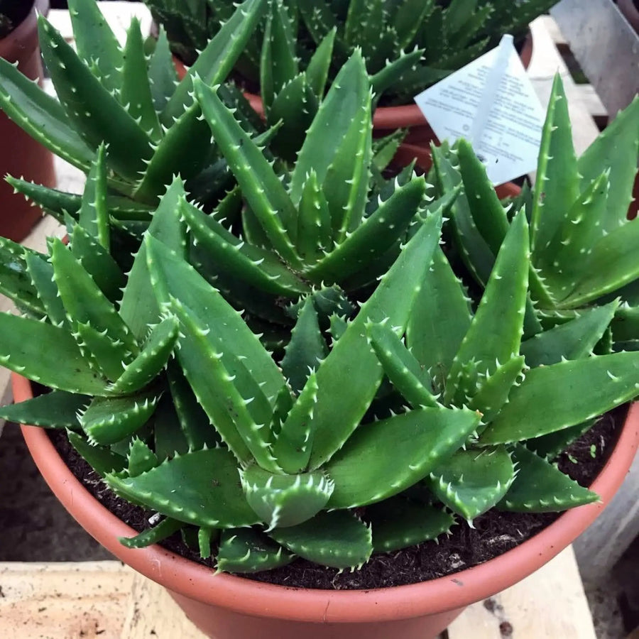 Buy Rubble Aloe (Aloe mitriformis) (PPL002XL) Online at £24.69 from Reptile Centre