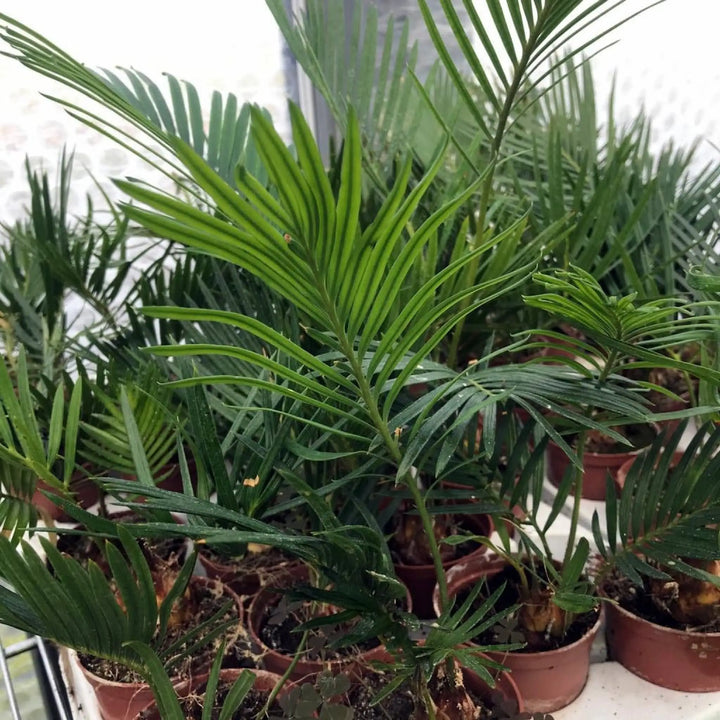 Buy Sago Palm (Cycad sp.) (PPL032S) Online at £9.49 from Reptile Centre