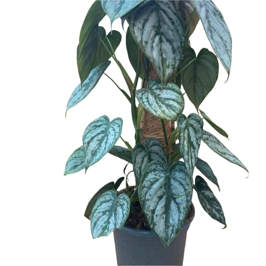 Silver Leaf’ Philodendron (Epipremnum Amplissimum) Live Plants