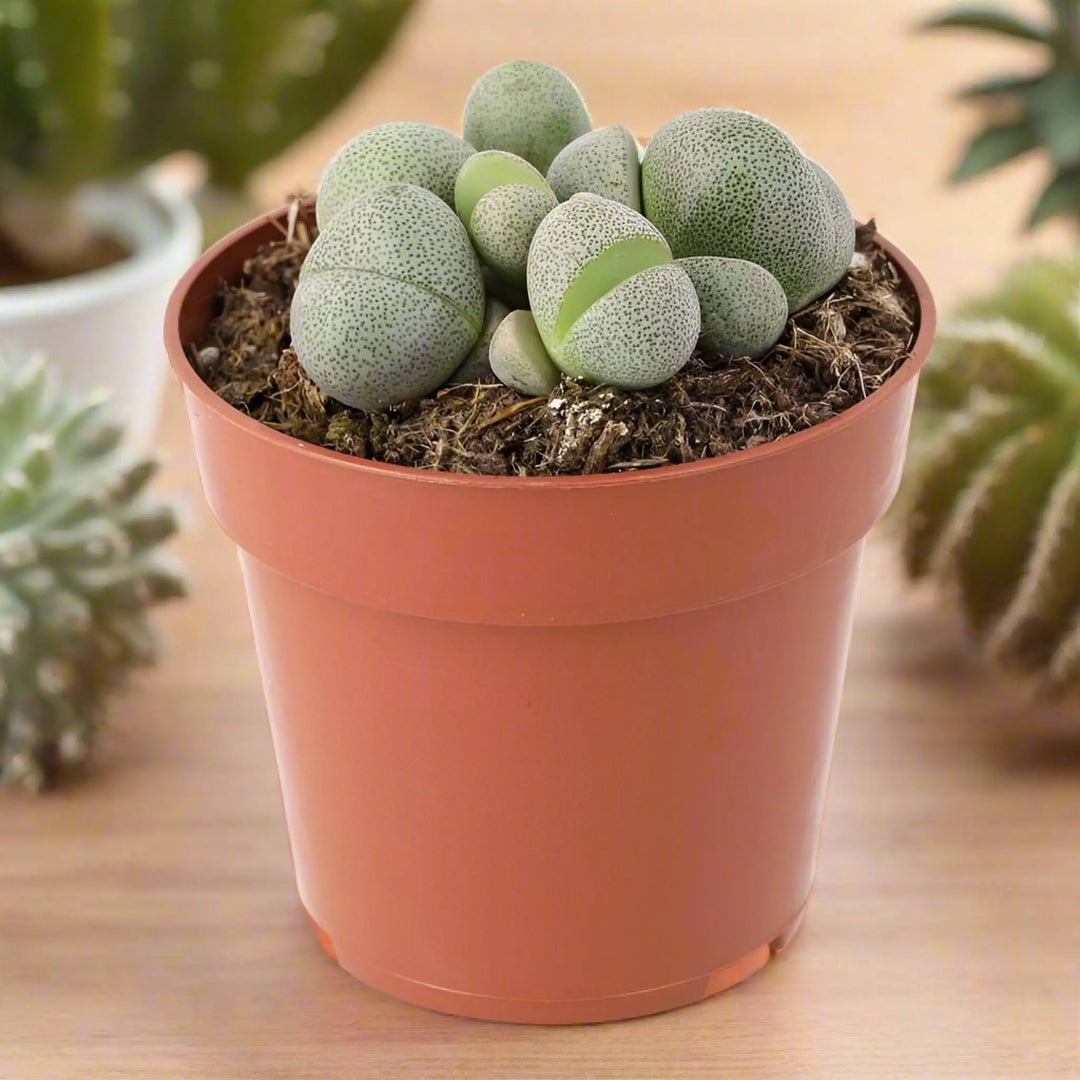 Split Rock (Pleiospilos Nelii) Medium Live Plants