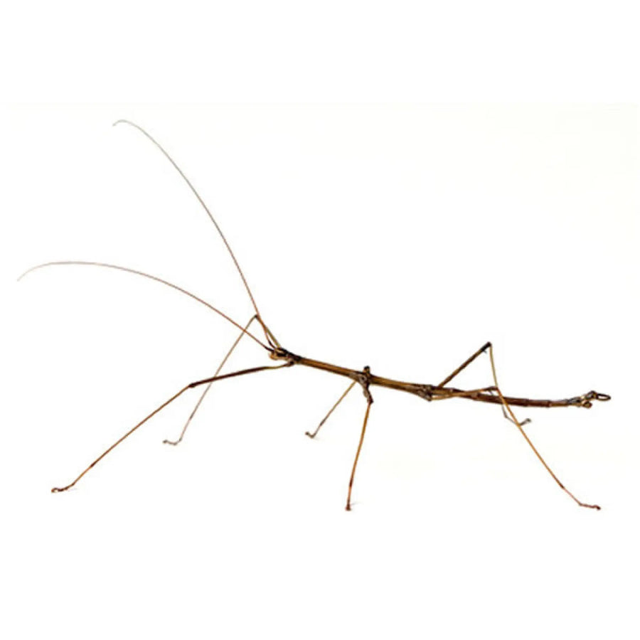 Stick Insect Setup