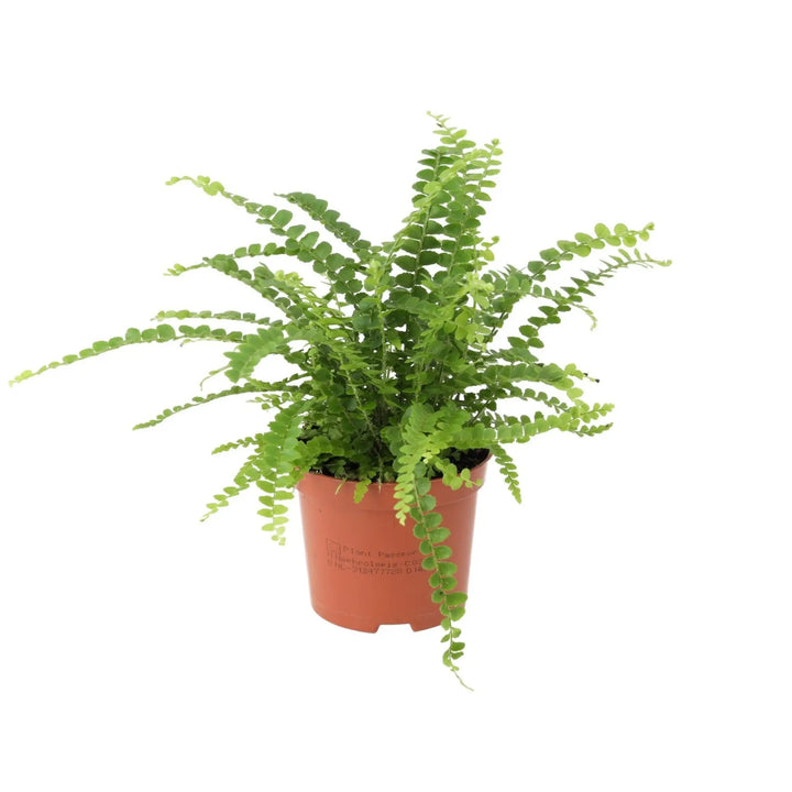 Sword Fern (Nephrolepis Cordifolia) Medium Live Plants