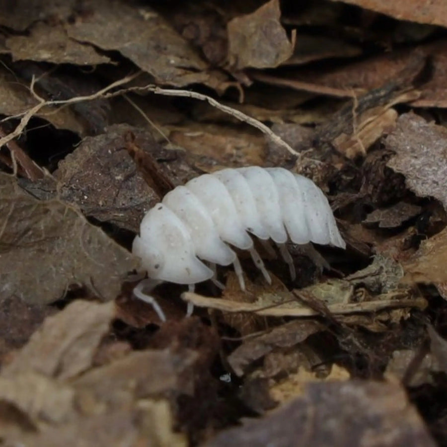 T-Albino Isopod on leaf litter