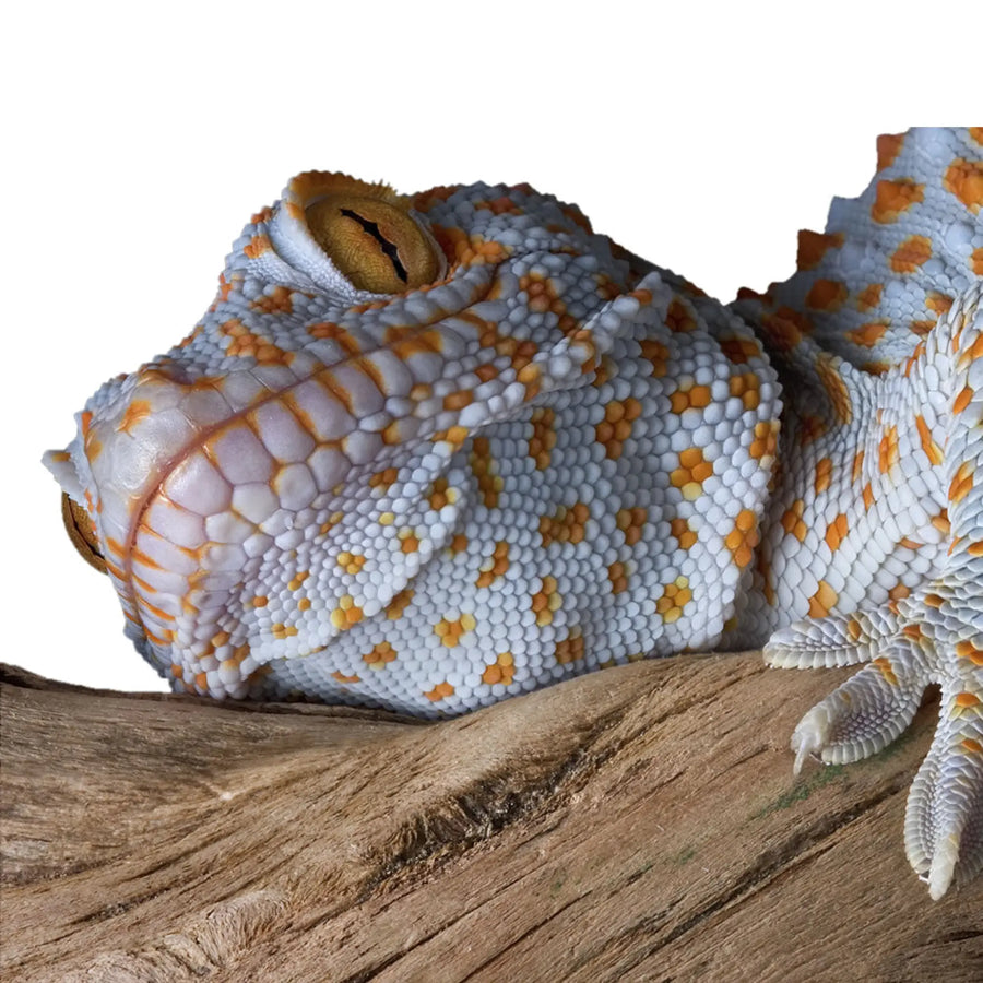 Tokay Gecko Setup