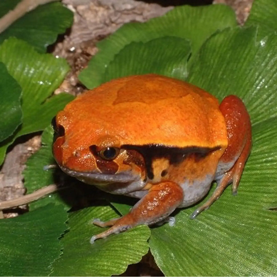 Tomato Frog Setup