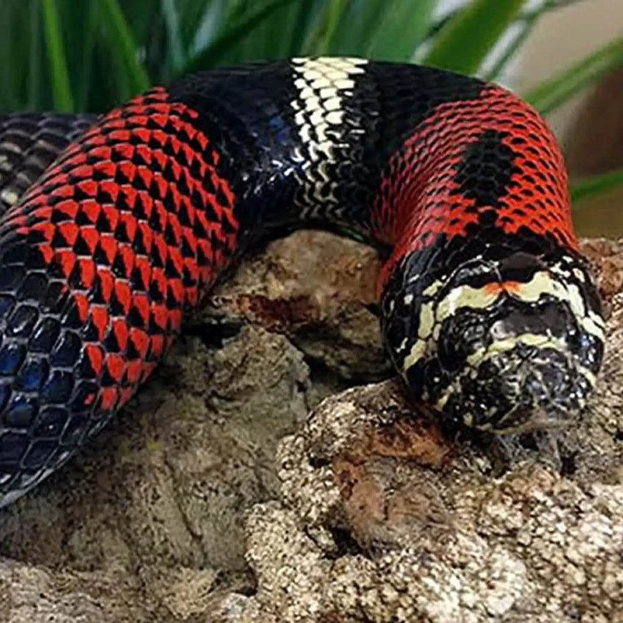 Tricolor Hognose Setup