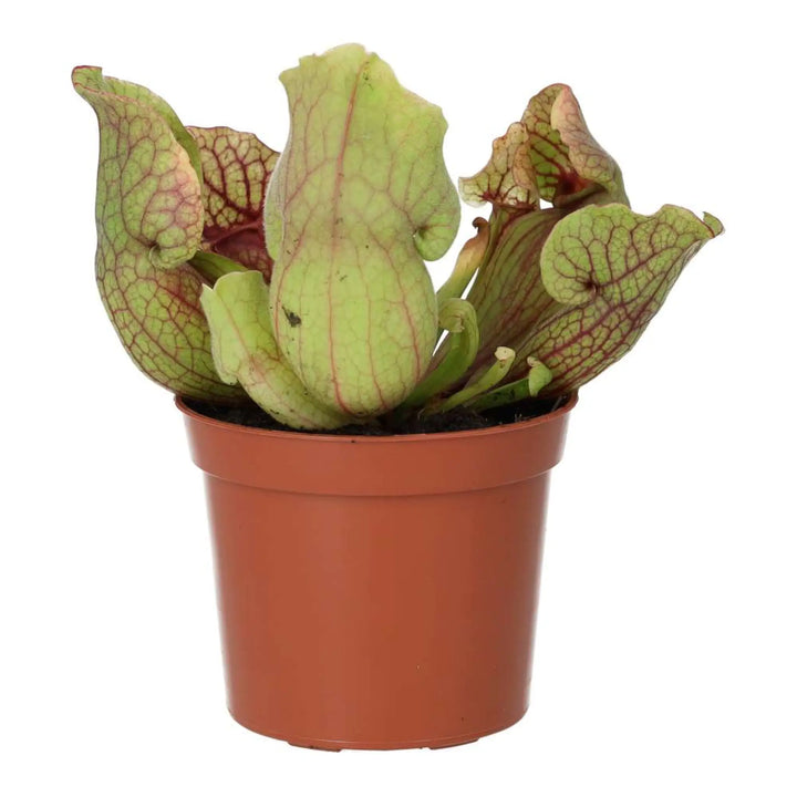 Trumpet Pitcher Plant ’Fiona’ (Sarracenia Sp.) Live Plants