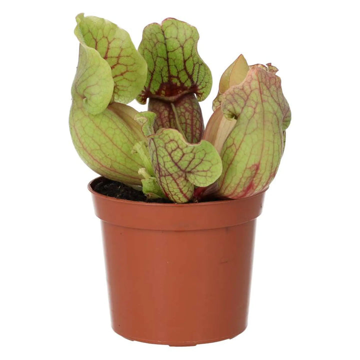 Trumpet Pitcher Plant ’Fiona’ (Sarracenia Sp.) Live Plants