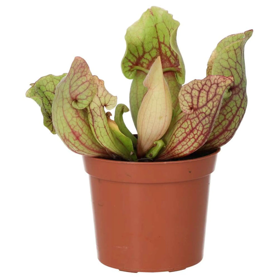 Trumpet Pitcher Plant 'Fiona' (Sarracenia sp.)