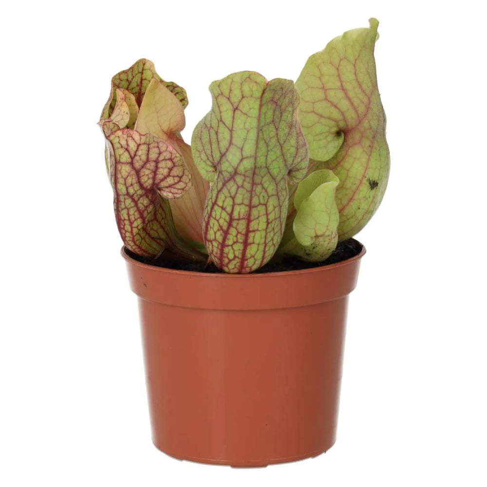 Trumpet Pitcher Plant ’Fiona’ (Sarracenia Sp.) Live Plants