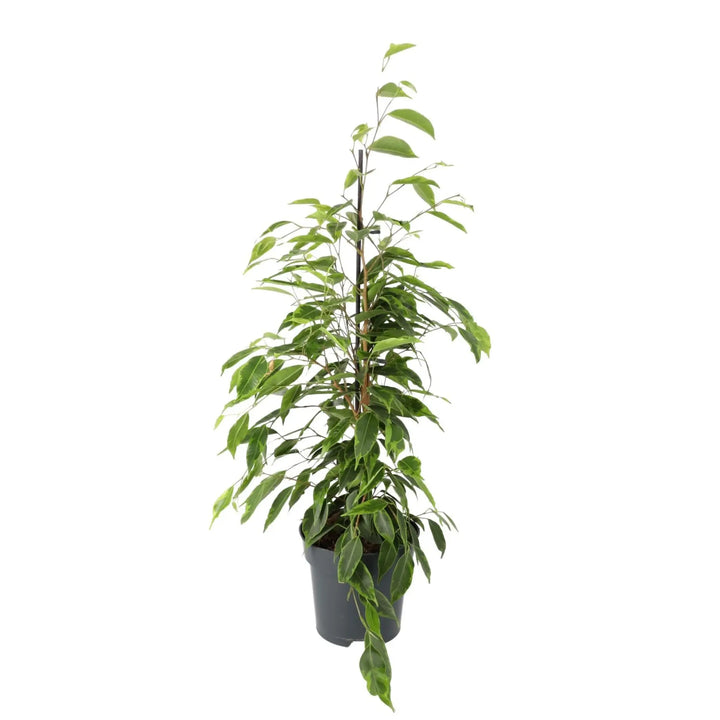 Weeping Fig (Ficus Benjamina) Extra Tall Live Plants