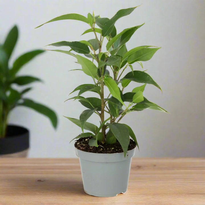 Weeping Fig (Ficus Benjamina) Small Live Plants