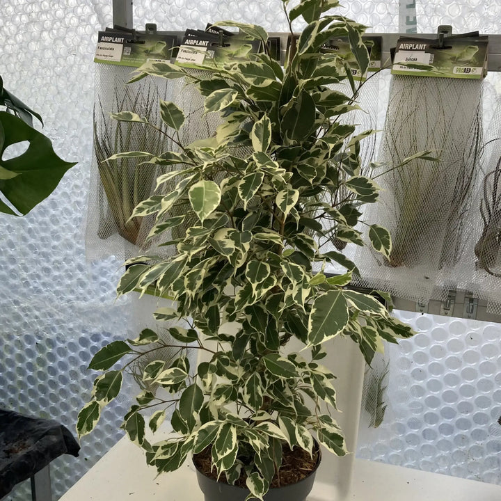 Weeping Fig ’Variegated’ (Ficus Benjamina) X-Tall Live Plants