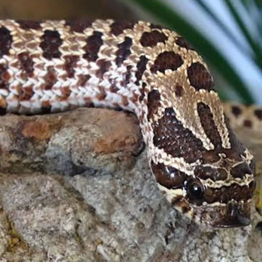 Western Hognose Setup