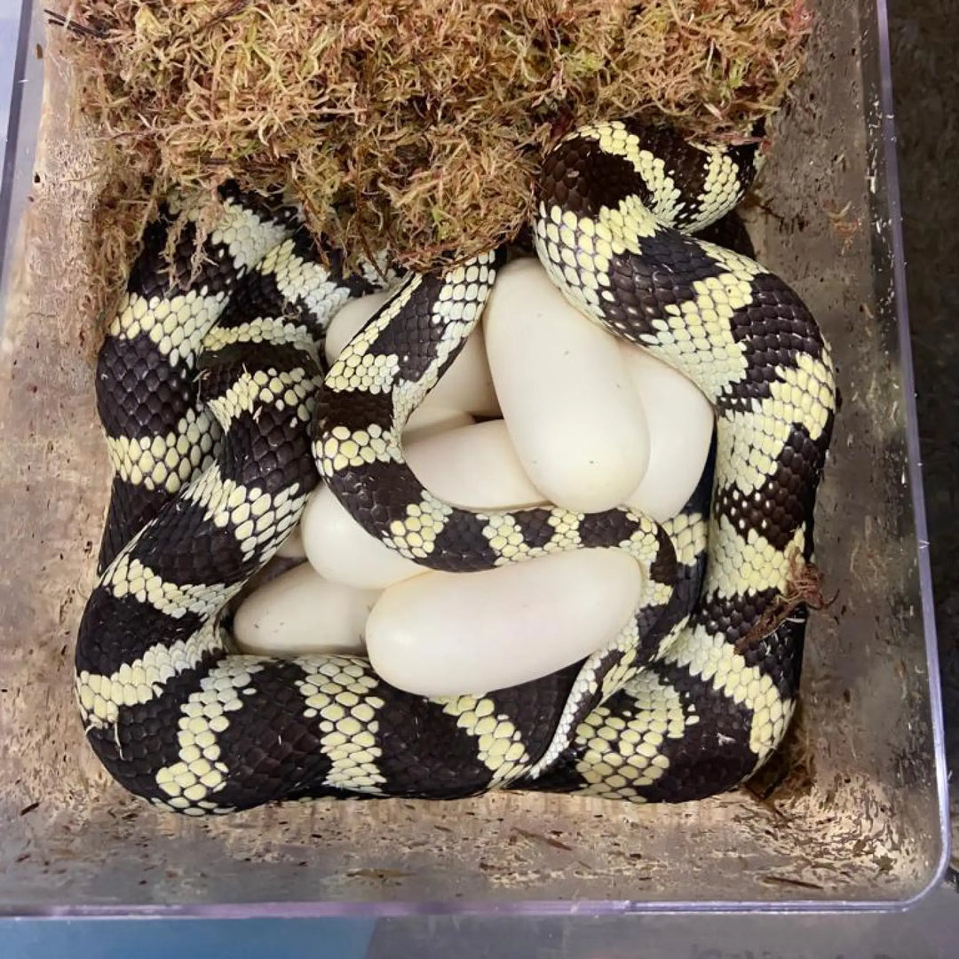 White Python Egg Laying Hide Decor