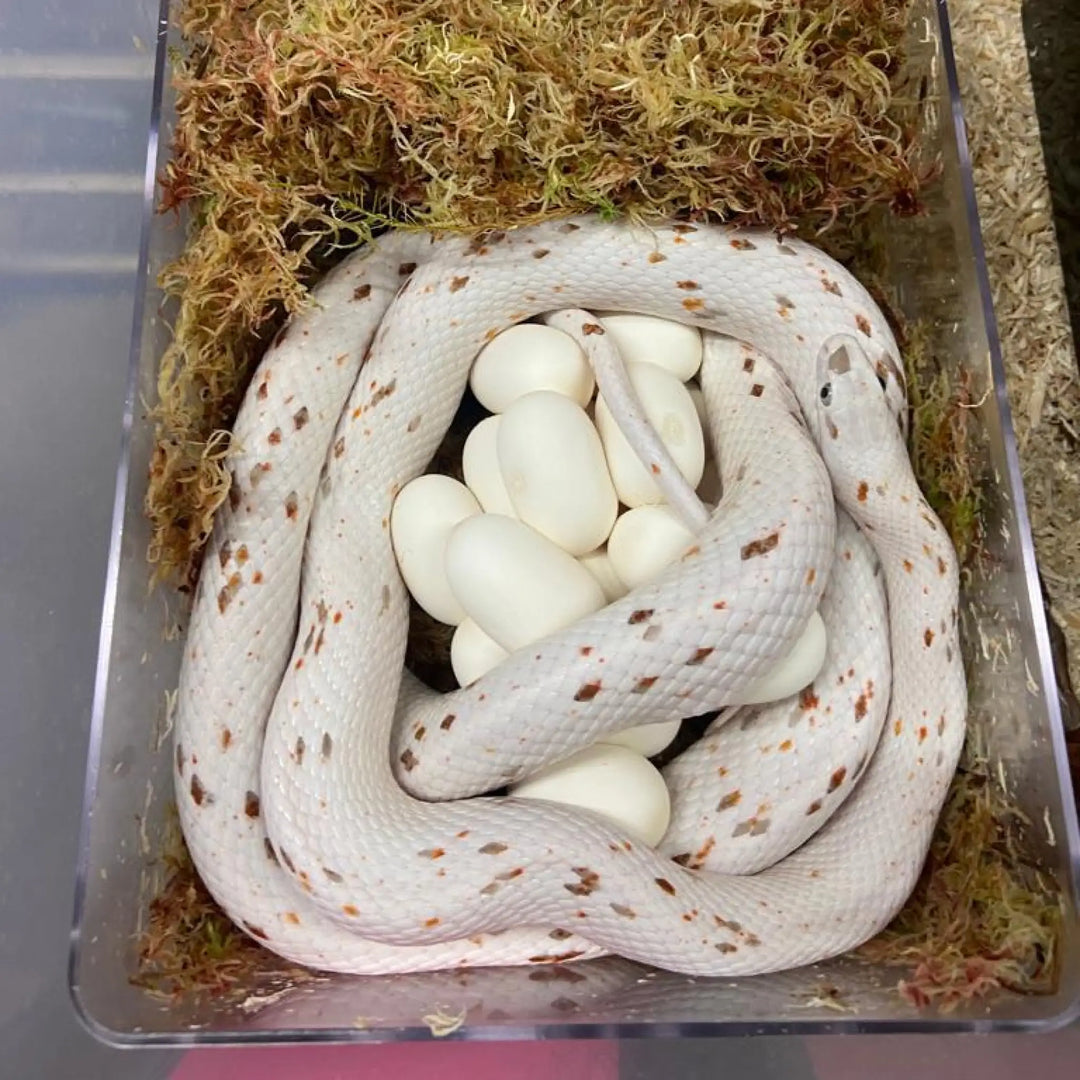 White Python Egg Laying Hide Decor