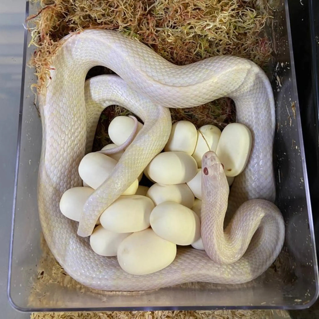 White Python Egg Laying Hide Decor