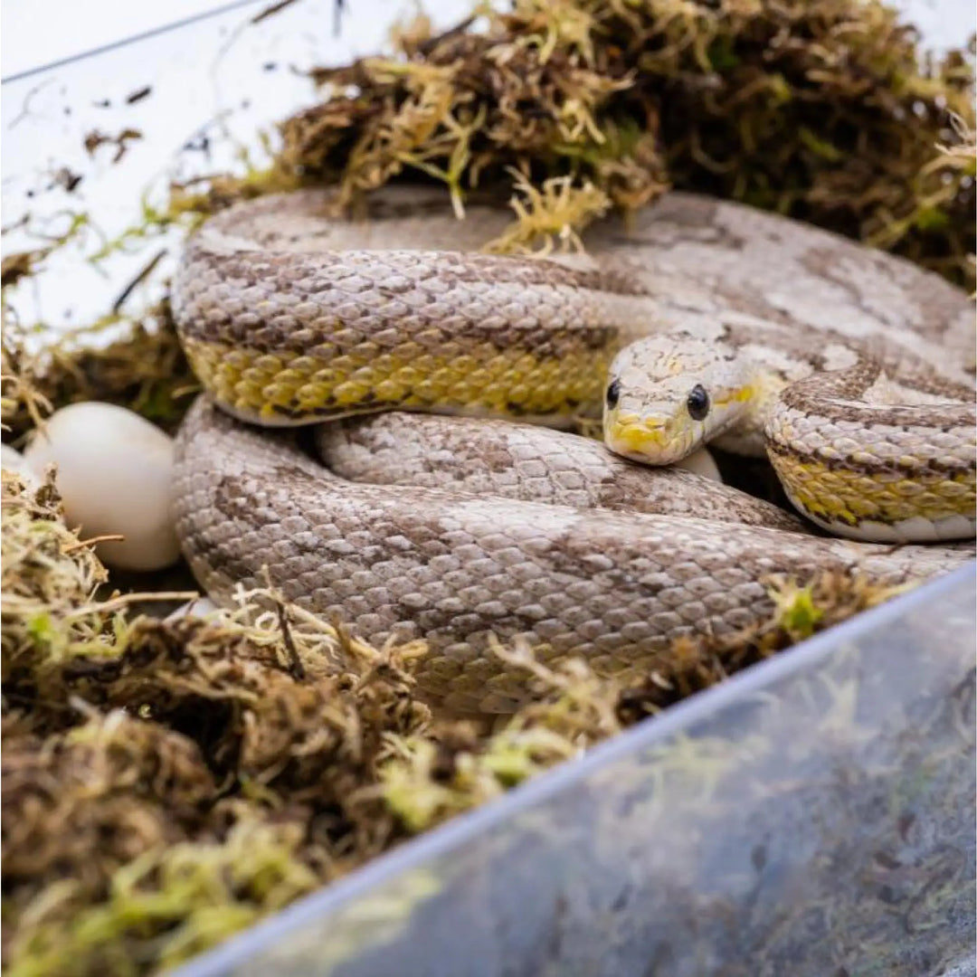 White Python Egg Laying Hide Decor