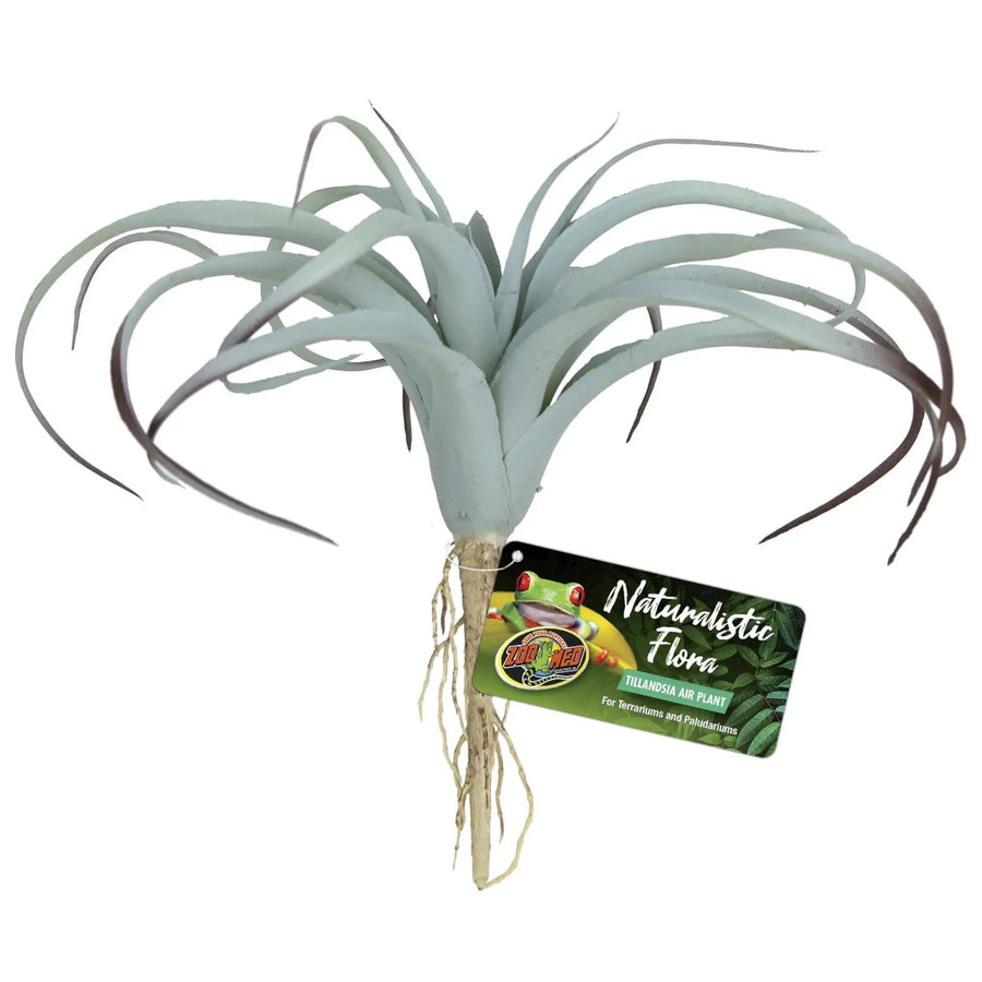 Buy Zoo Med Naturalistic Flora Tillandsia Air Plant (PZA005) Online at £14.49 from Reptile Centre